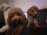 Toy Poodle Di̇şi̇ İstanbul