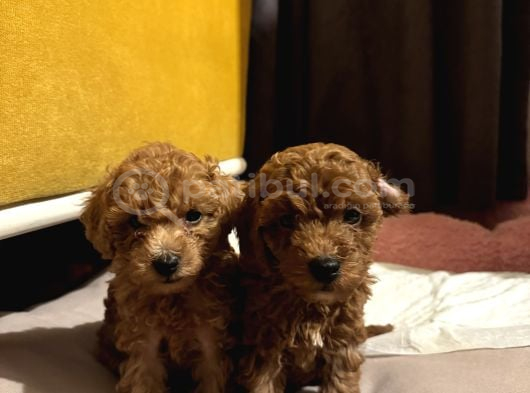 Toy Poodle Di̇şi̇ İstanbul görsel