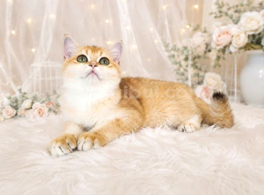 Safkan British Shorthair Golden Ny12 Dişi Yavru