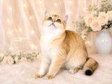 Safkan British Shorthair Golden Ny12 Dişi Yavru
