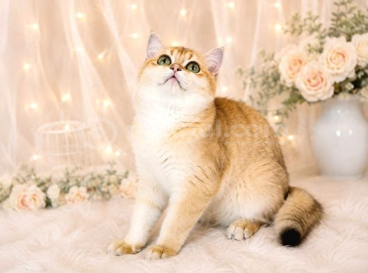 Safkan British Shorthair Golden Ny12 Dişi Yavru görsel