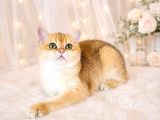 Safkan British Shorthair Golden Ny12 Dişi Yavru