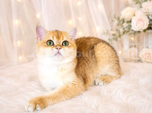 Safkan British Shorthair Golden Ny12 Dişi Yavru görsel