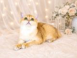 Safkan British Shorthair Golden Ny12 Dişi Yavru