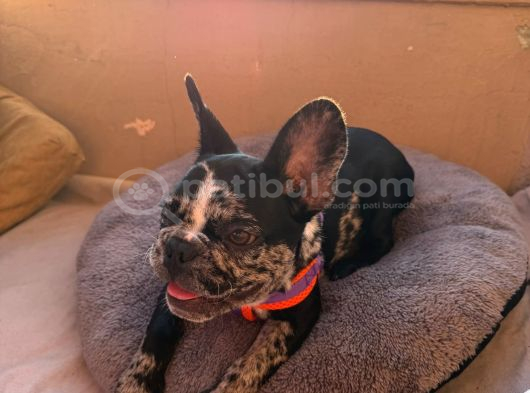French Buldog Marle Yavrumuz görsel