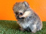Irk Garantili Pomeranian Boo Yavru