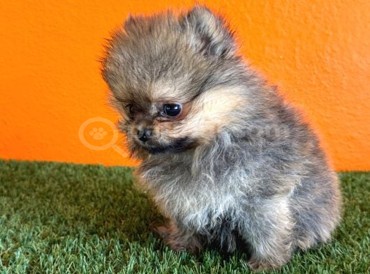 Irk Garantili Pomeranian Boo Yavru görsel