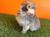 Irk Garantili Pomeranian Boo Yavru