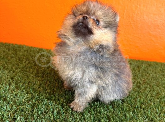 Irk Garantili Pomeranian Boo Yavru görsel