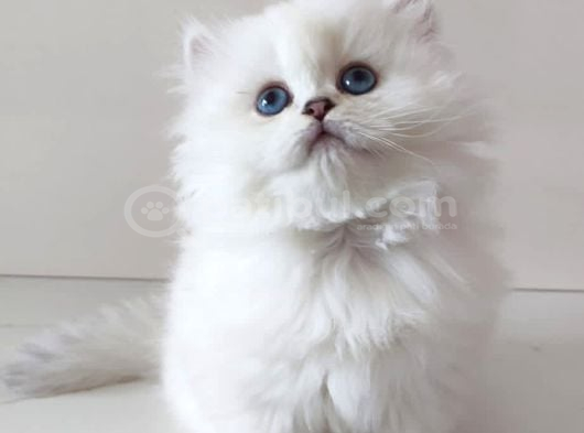 Anne Baba Scrli Safkan Longhair Yavrular