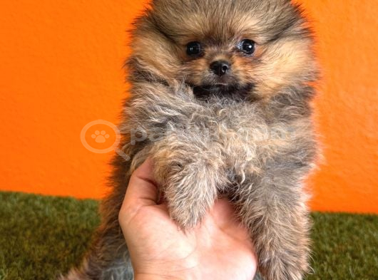 Irk Garantili Pomeranian Boo Yavru görsel
