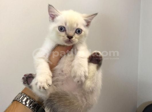 Lynx Point Dişi Güzeli görsel