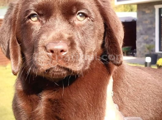 Kahve Labrador Retri̇ever Bebekler görsel