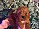 Irk Garantili Toy Poodle Yavru