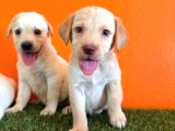 Çikolata, Siyah Ve Krem Safkan Labrador Retriever Yavrular