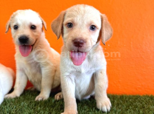 Çikolata, Siyah Ve Krem Safkan Labrador Retriever Yavrular görsel
