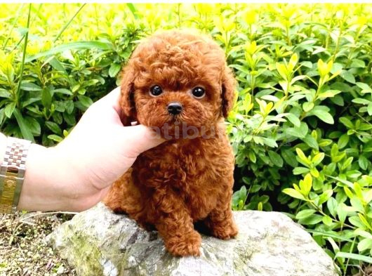 Orjinal Red Toy Poodle Dişi Erkek Teacup Boy Aşılı görsel