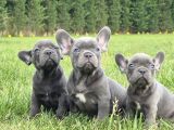 Blue French Bulldog Yavrulari