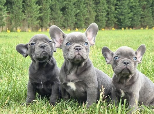 Blue French Bulldog Yavrulari görsel