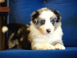 Blue Merle Border Colli̇e Bebekleri̇mi̇z