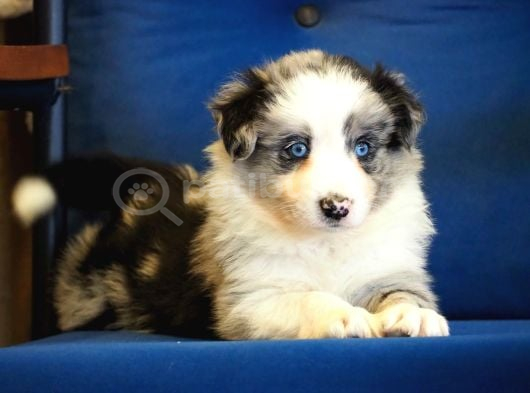 Blue Merle Border Colli̇e Bebekleri̇mi̇z görsel