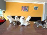 10 Yeni̇ British Shorthair Yavrular Ankara Mağazamizda Görün