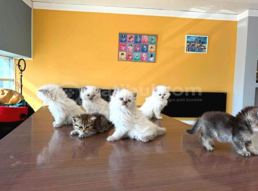 10 Yeni̇ British Shorthair Yavrular Ankara Mağazamizda Görün görsel
