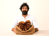 A Şecereli Toy Poodle Yavrularımız Sağlık ve ırk garantili