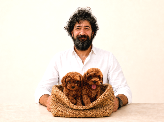 A Şecereli Toy Poodle Yavrularımız Sağlık ve ırk garantili