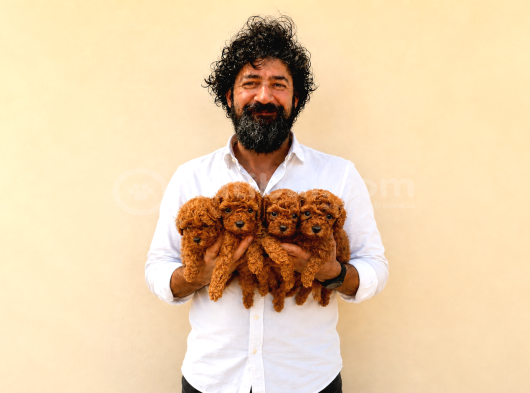 Kif Fci A Secereli Toy Poodle Yavrularımız