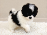 Kuşadasında Panda Pomeranian Yavrusu