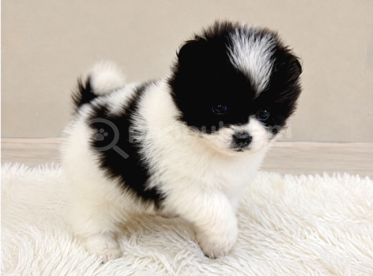Kuşadasında Panda Pomeranian Yavrusu görsel