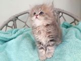 British Golden Ay 25 Longhair Dişi Bebeğim