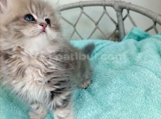 British Golden Ay 25 Longhair Dişi Bebeğim görsel