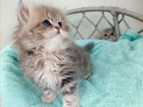 British Golden Ay 25 Longhair Dişi Bebeğim