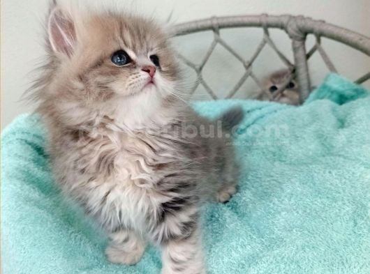 British Golden Ay 25 Longhair Dişi Bebeğim