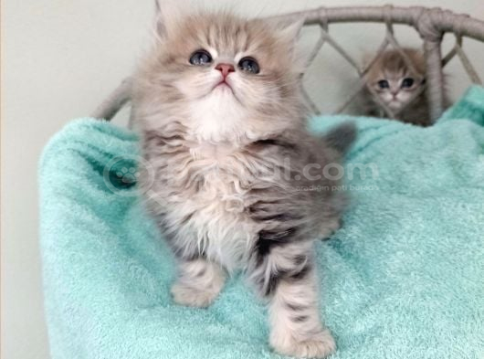 British Golden Ay 25 Longhair Dişi Bebeğim görsel