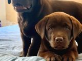 Ci̇kolata Labrador Retri̇ever Yavrulari