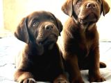 Ci̇kolata Labrador Retri̇ever Yavrulari