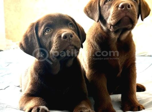 Ci̇kolata Labrador Retri̇ever Yavrulari görsel