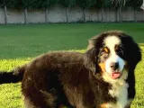 Bernese Mountain Dog Yavruları Istanbul
