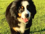 Bernese Mountain Dog Yavruları Istanbul
