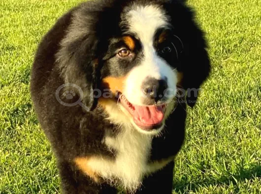 Bernese Mountain Dog Yavruları Istanbul görsel