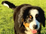 Bernese Mountain Dog Yavruları Istanbul