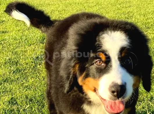 Bernese Mountain Dog Yavruları Istanbul görsel