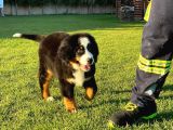 Bernese Mountain Dog Yavruları Istanbul