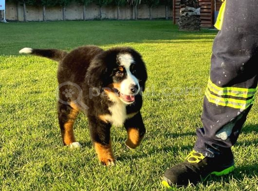 Bernese Mountain Dog Yavruları Istanbul görsel