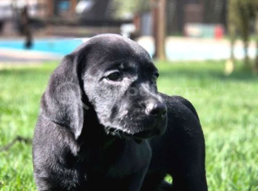Labrador Retriever Yavrulari Istanbul görsel