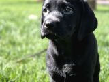 Labrador Retriever Yavrulari Istanbul