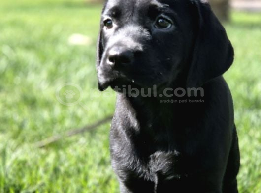 Labrador Retriever Yavrulari Istanbul görsel